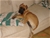 Haida - Triola Cane Corso